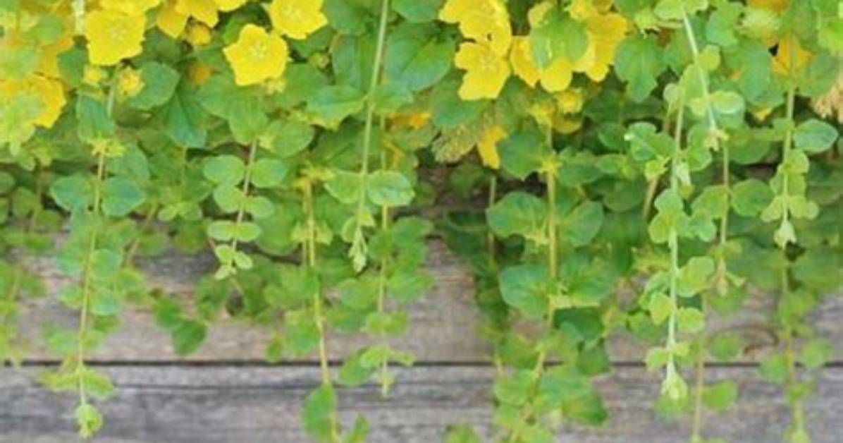 Does Creeping Jenny Flower