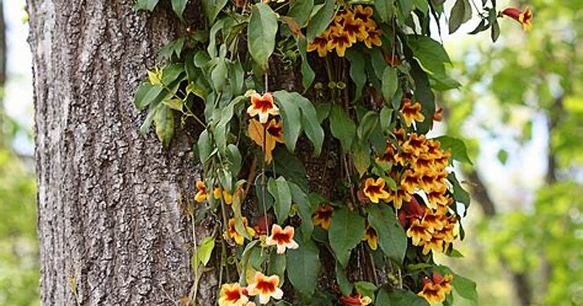 Does Crossvine Grow in Florida?
