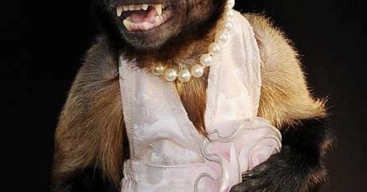 Does Crystal the Monkey Get Paid? – Celebrity
