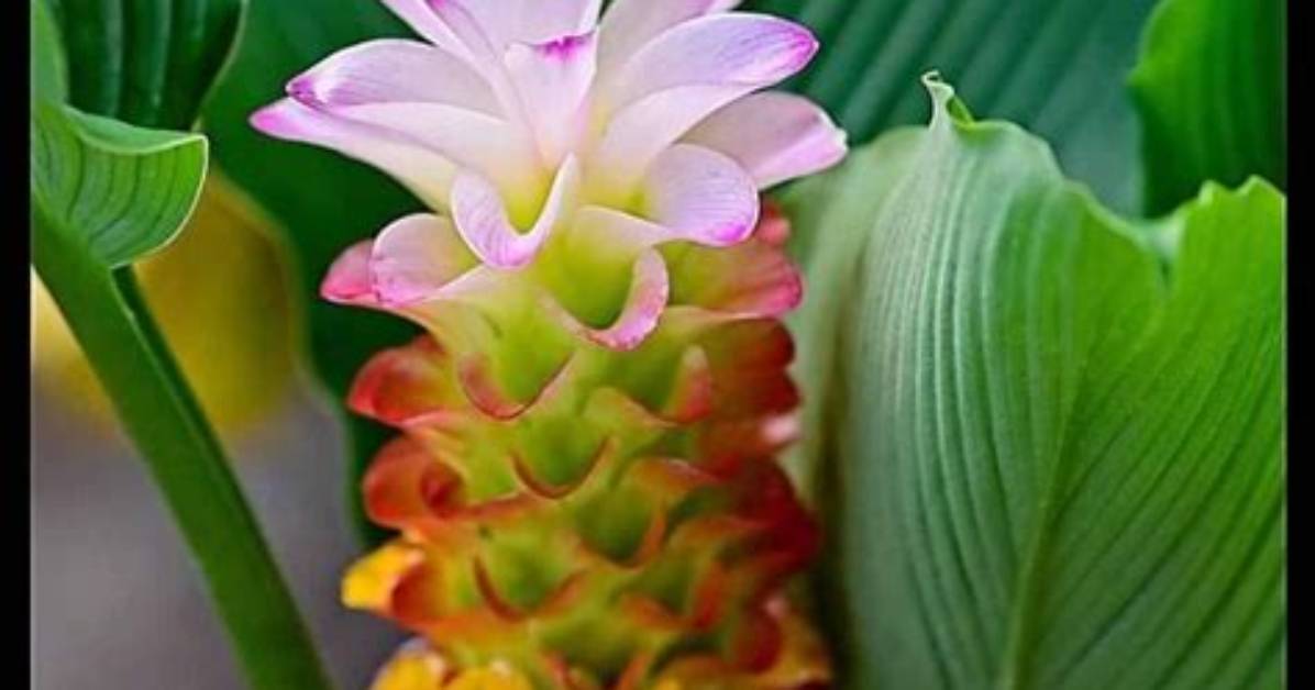 Does Curcuma Plant Spread?