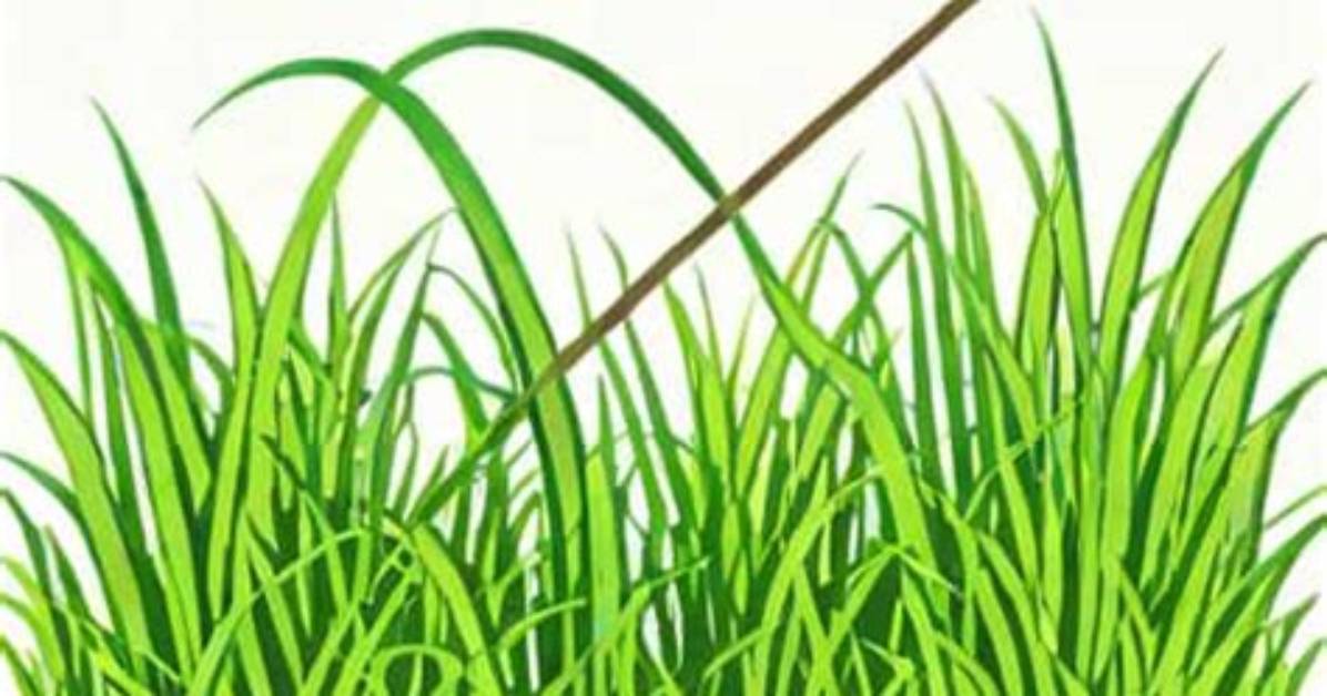 Does Curtail Kill Grass?