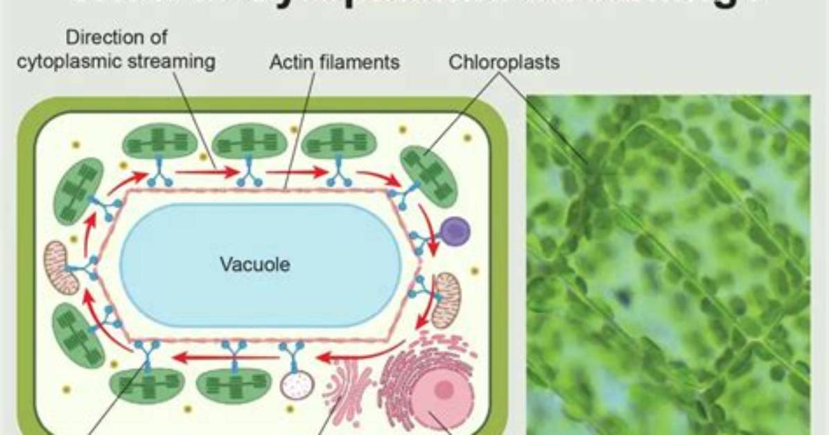 Does Cytochalasin Effect Cytoplasmic Streaming?