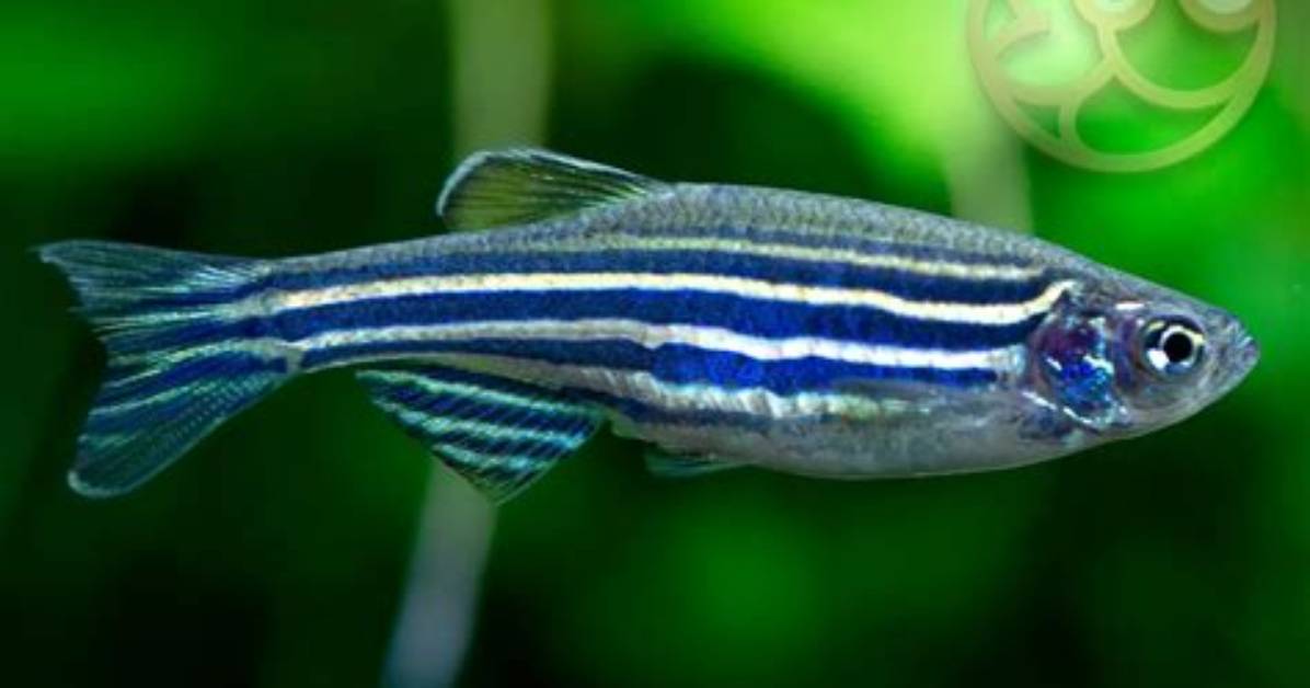 Does Danios Need Air Pump?