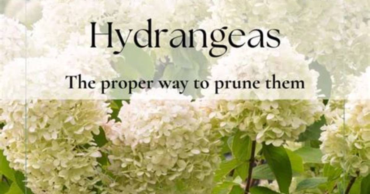 Does Deadheading Hydrangeas Produce More Blooms?