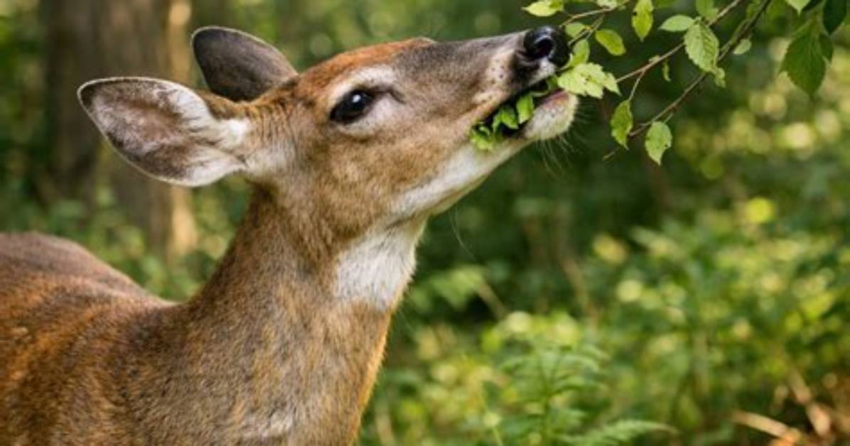 Does Deer Eat Lablab?