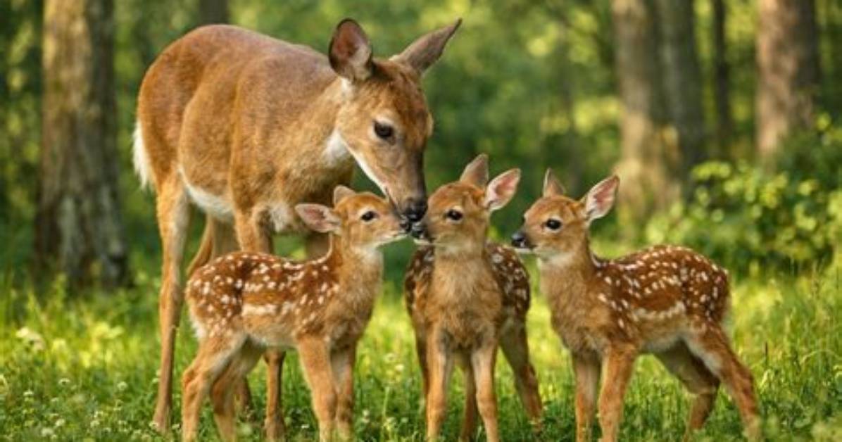 Does Deer Have Fawns?