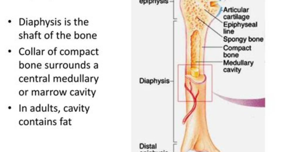 Does Diaphysis Contain Spongy Bone?