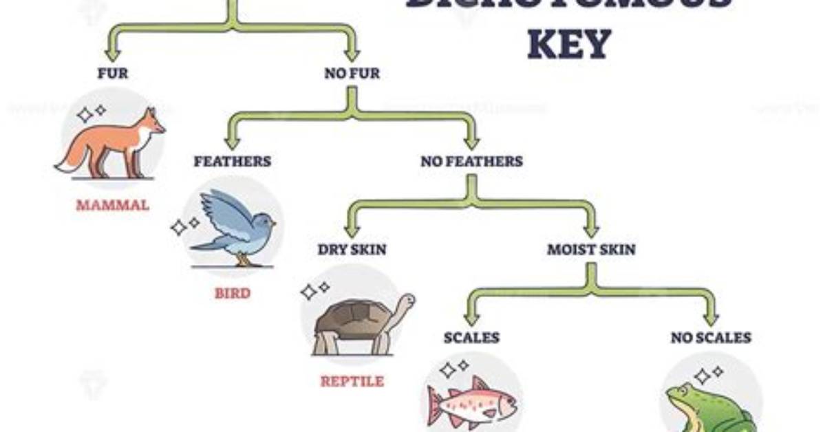 Does Dichotomous Key Mean?