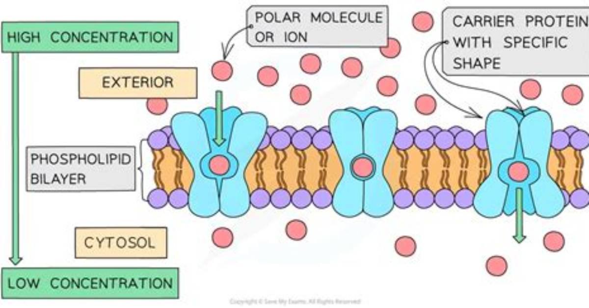 Does Diffusion Move Through the Phospholipid Bilayer?