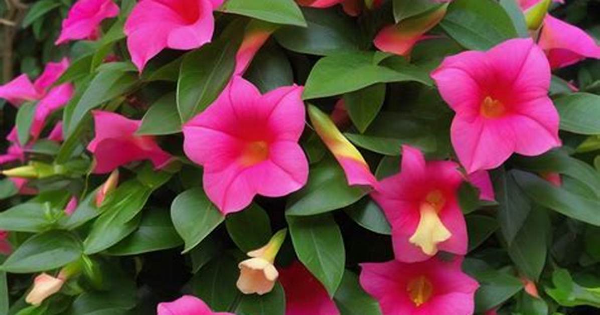 Does Dipladenia Attract Bees?