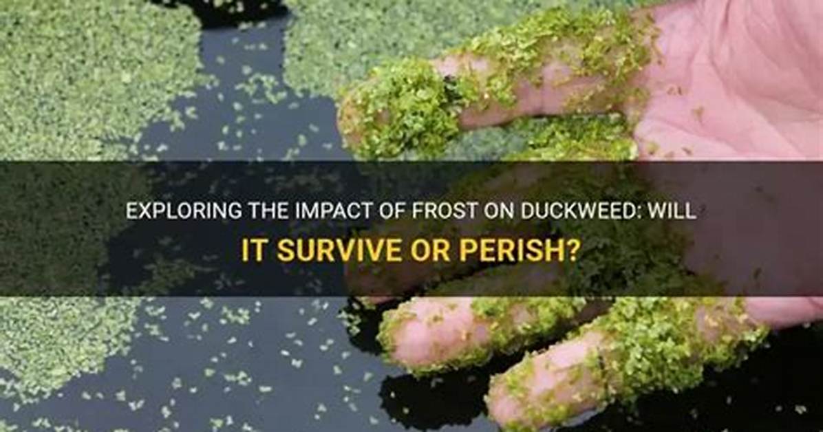Does Diuron Kill Duckweed?