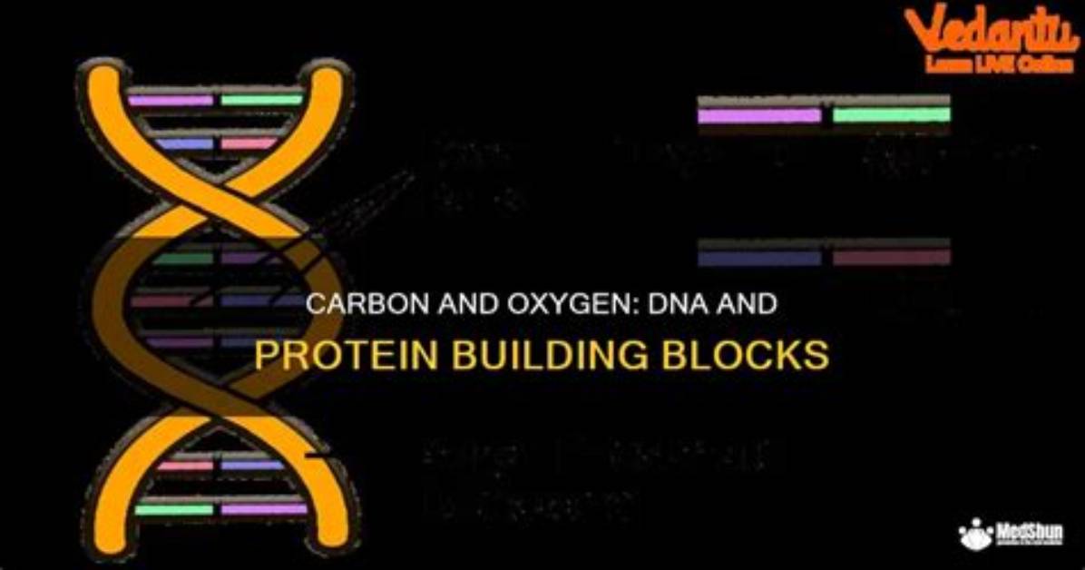 Does Dna Contain Oxygen