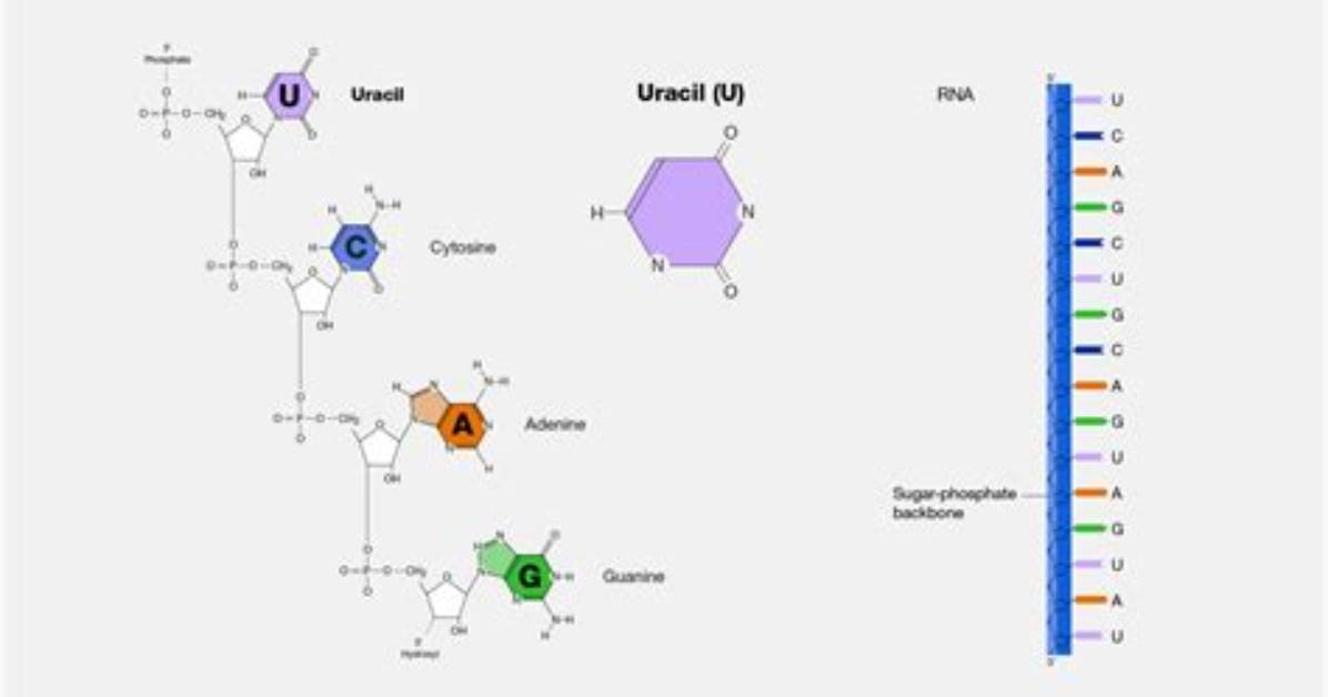 Does Dna Contain the Nitrogenous Base Uracil?