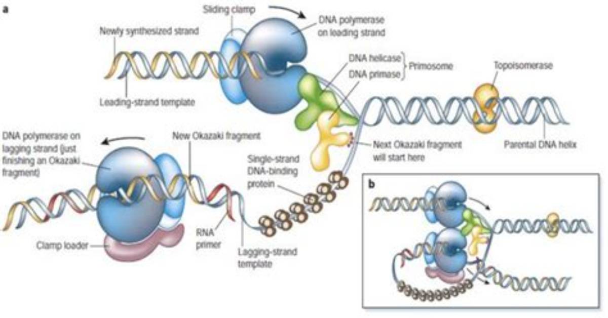 Does Dna Replication Affect Ploidy?