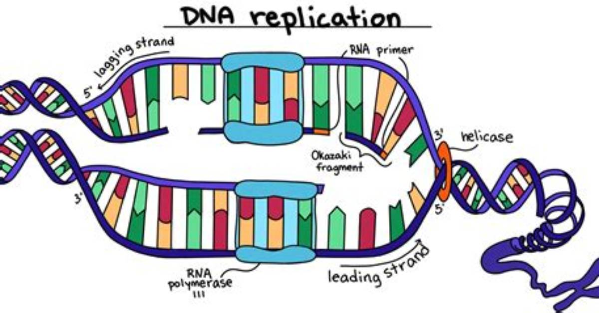 Does Dna Replication Proceed in One Direction