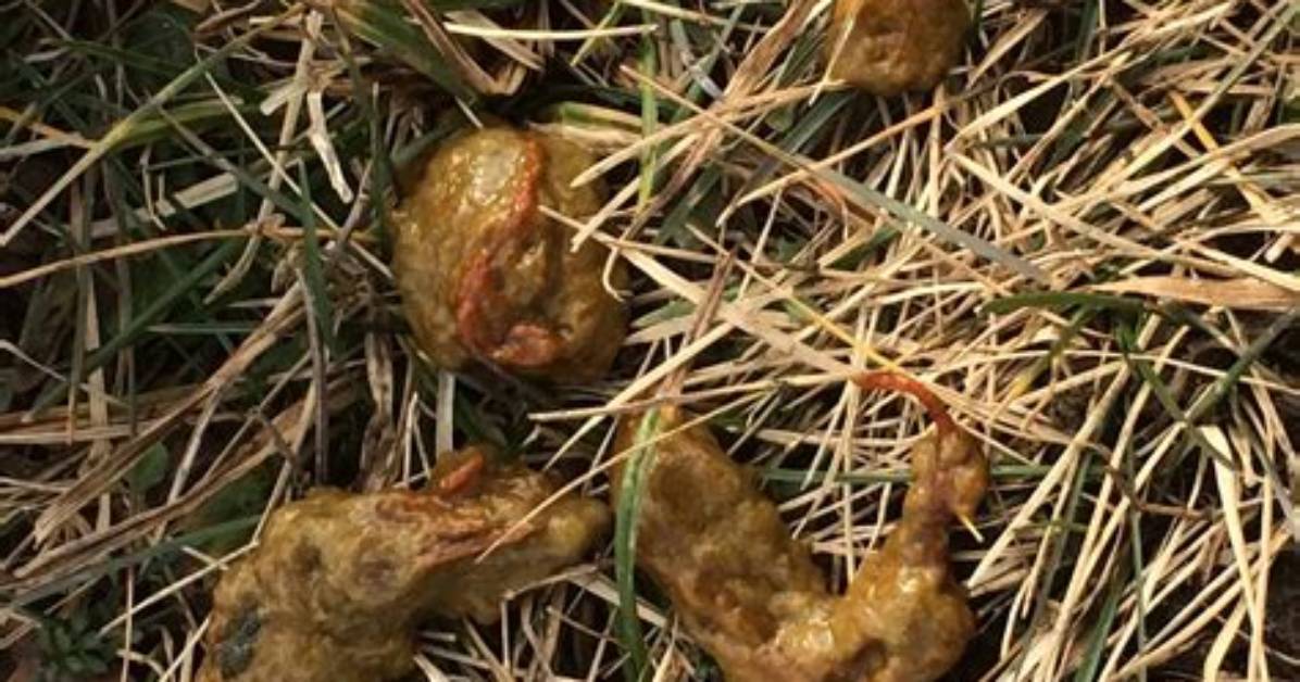 Does Dog Poop Deter Foxes?