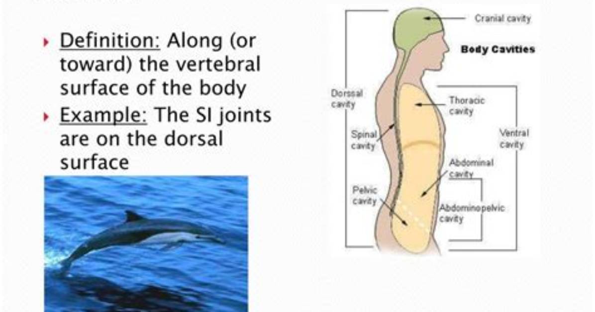 Does Dorsal Mean Back?