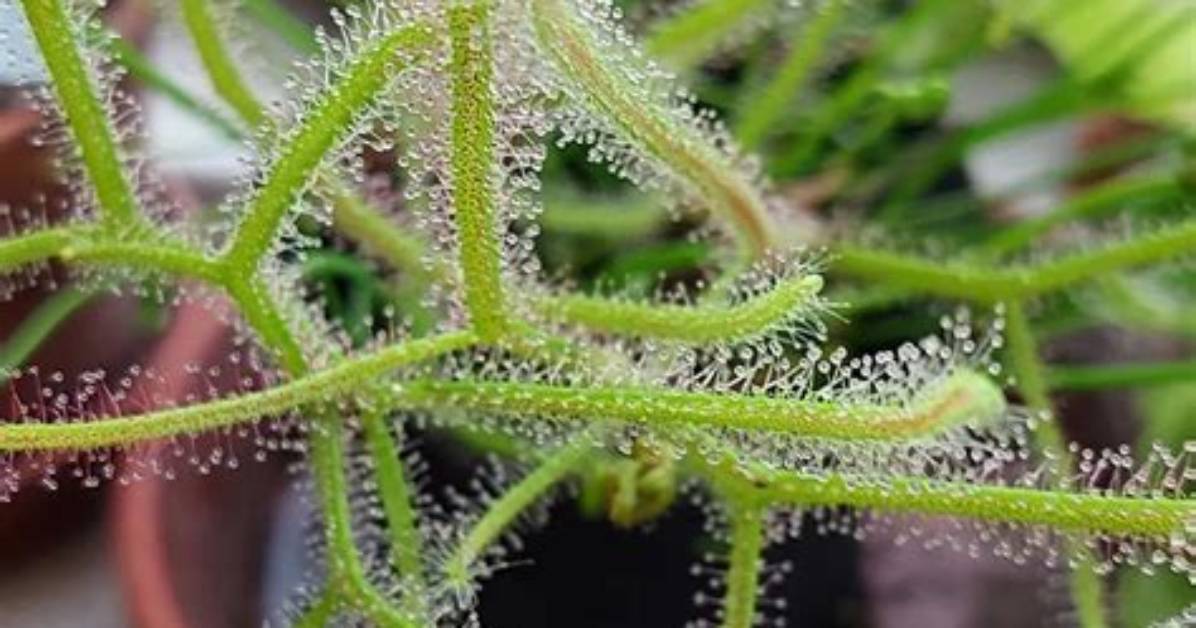 Does Drosera Binata Need Dormancy?