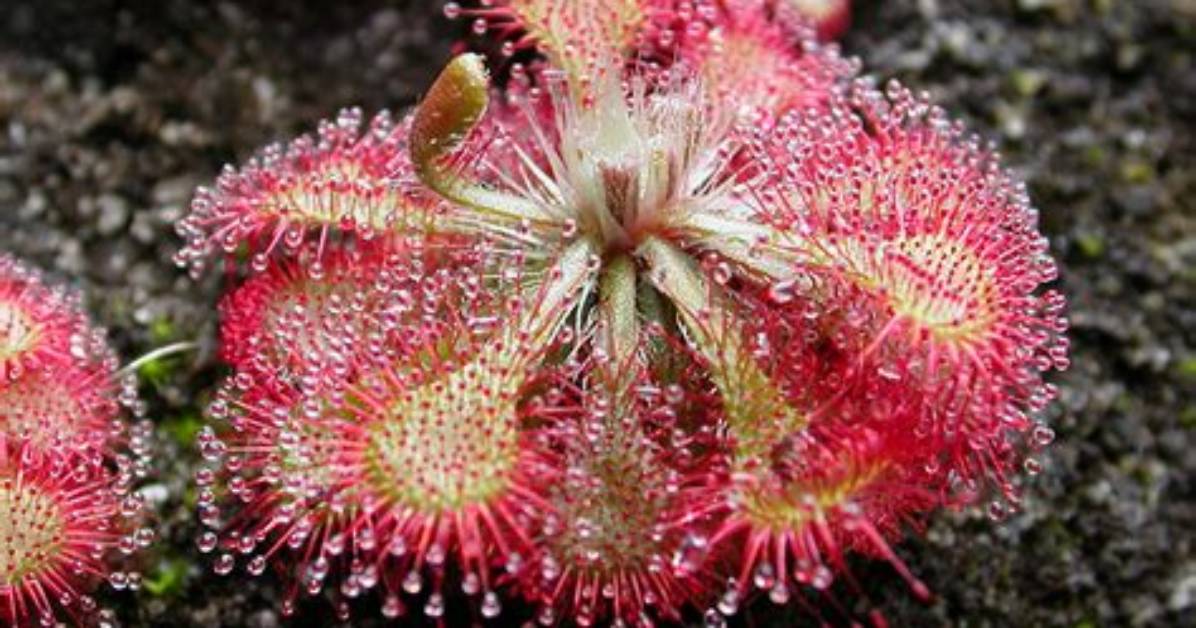 Does Drosera Like Sun or Shade?