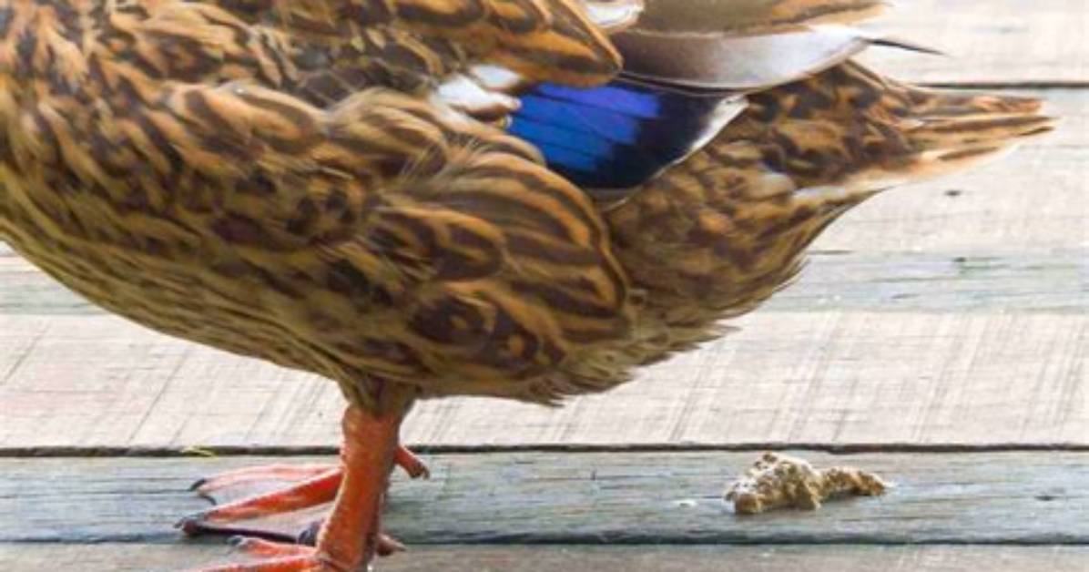 Does Duck Poop Stink