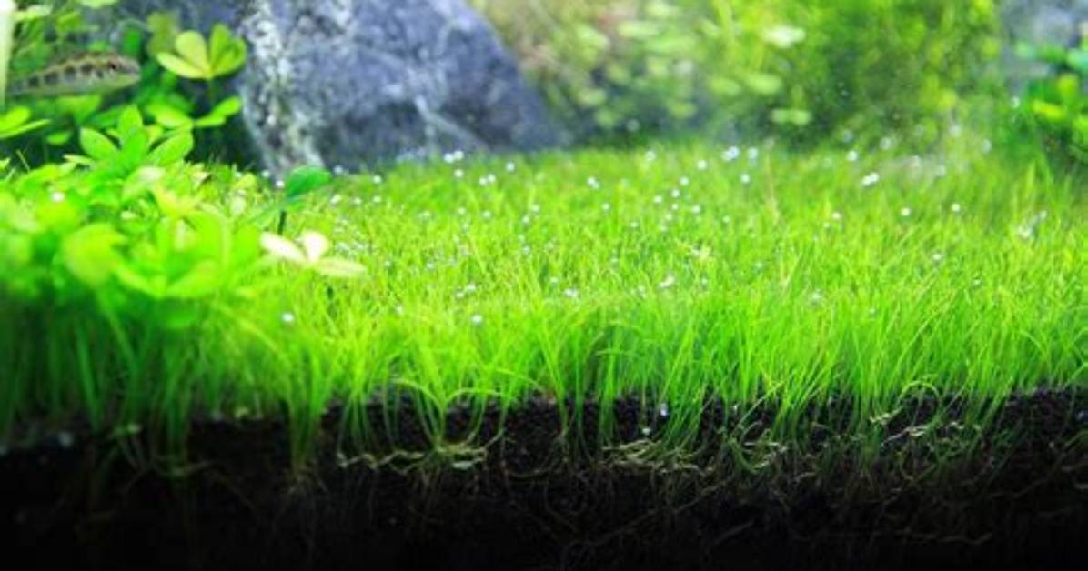 Does Dwarf Hairgrass Require Co2?