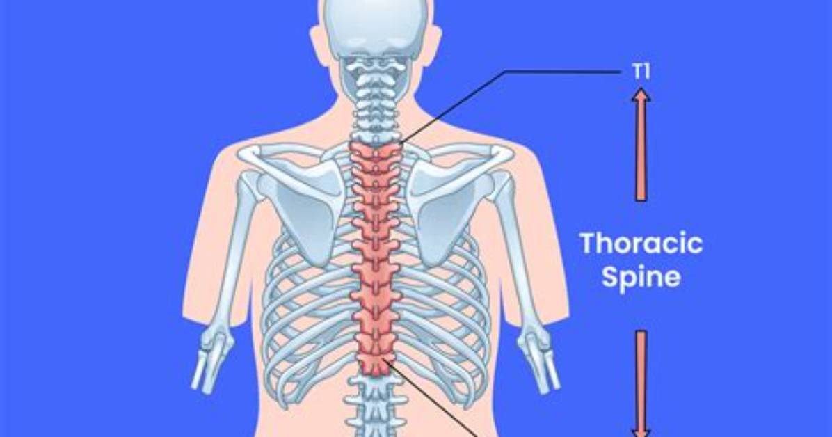 Does Each Thoracic Vertebrae Attached to a Rib?