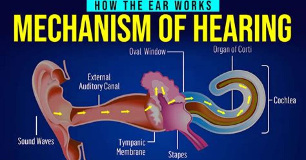 Does Ear Trumpet Work?