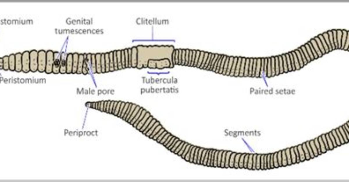 Does Earthworm Have Many Segments?