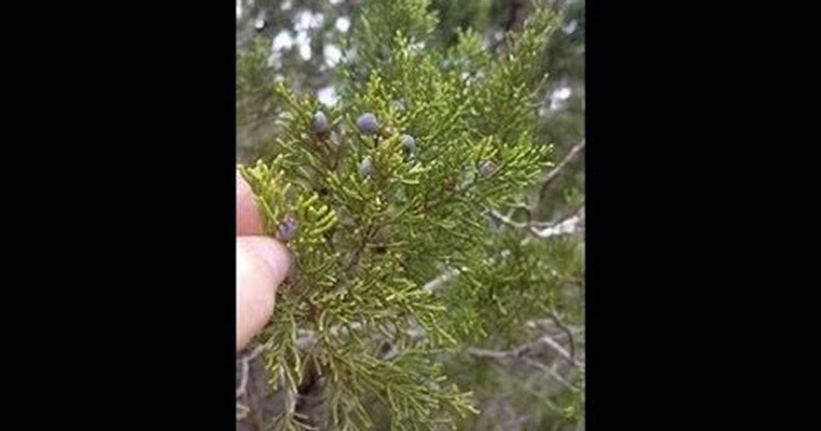 Does Eating Cedar Berries Help with Allergies
