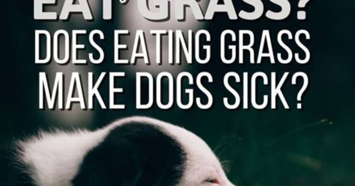 Does Eating Grass Make Dogs Sick