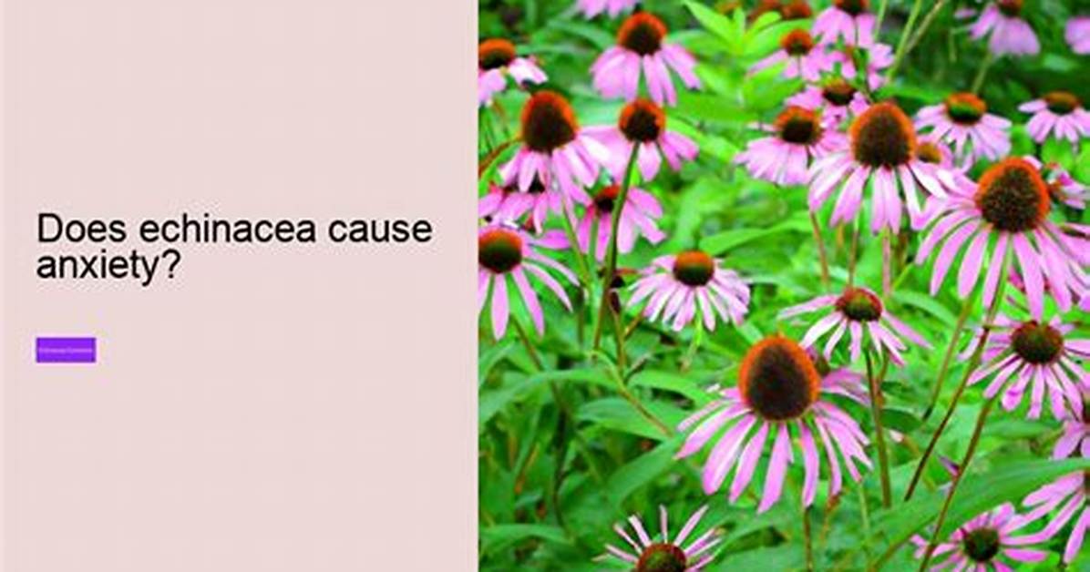 Does Echinacea Help Anxiety
