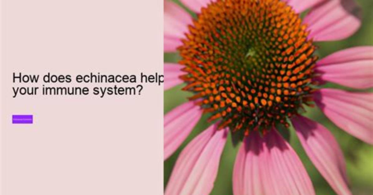 Does Echinacea Help with Covid?
