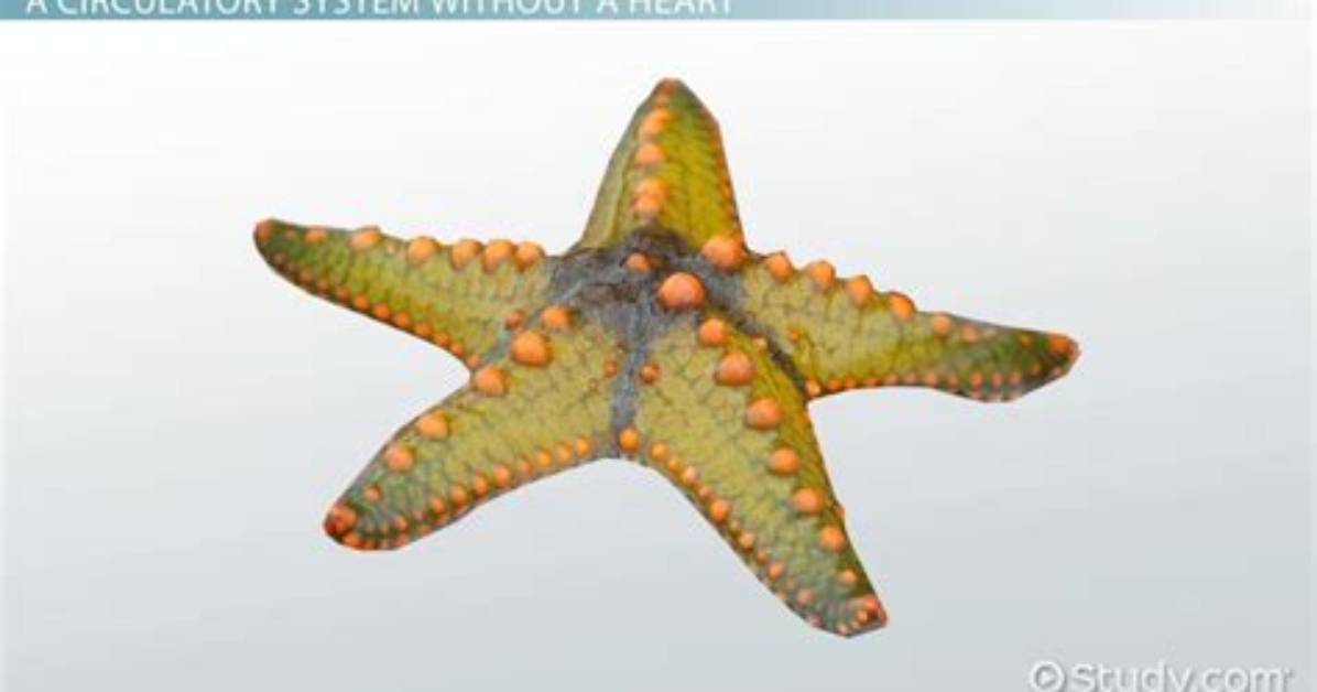 Does Echinoderms Have Circulatory System?
