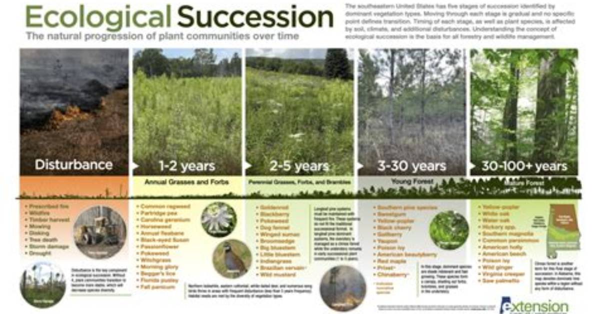 Does Ecological Succession Ever Stop?