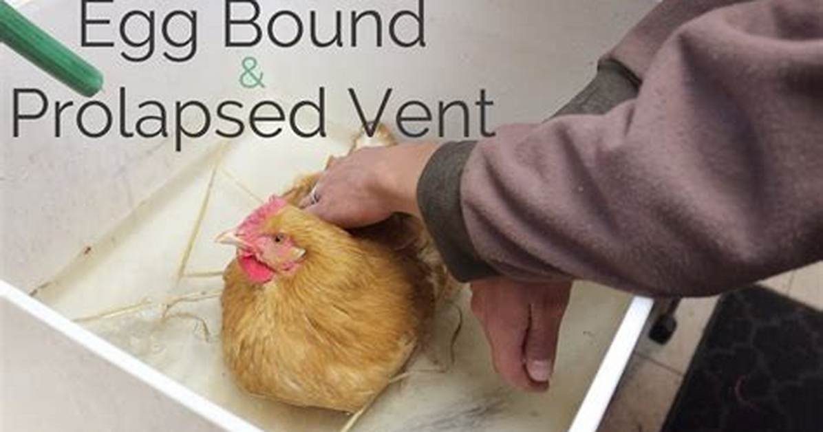 Does Egg Bound Mean?