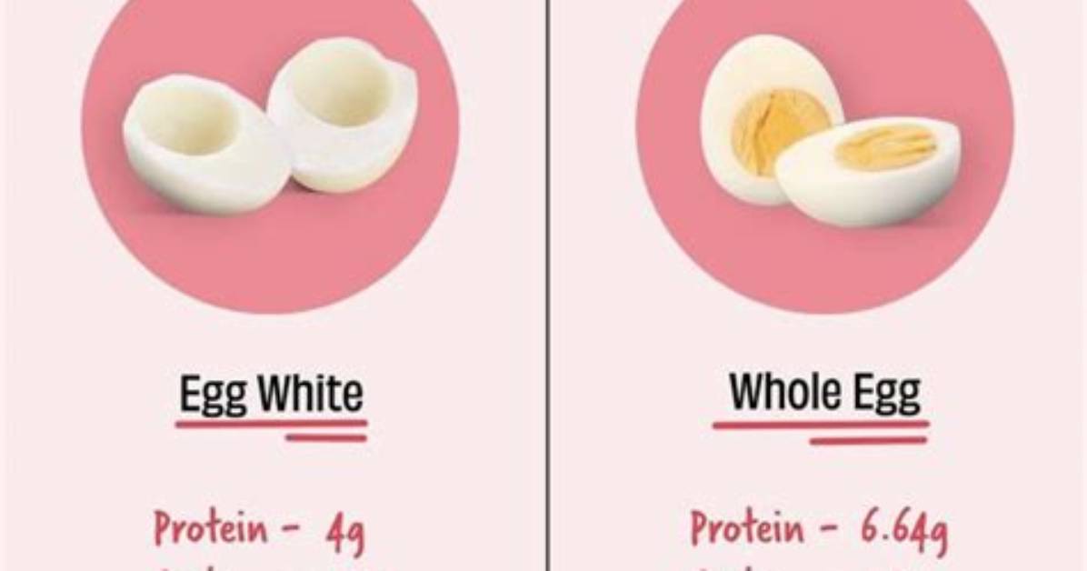 Does Egg Contain Fat