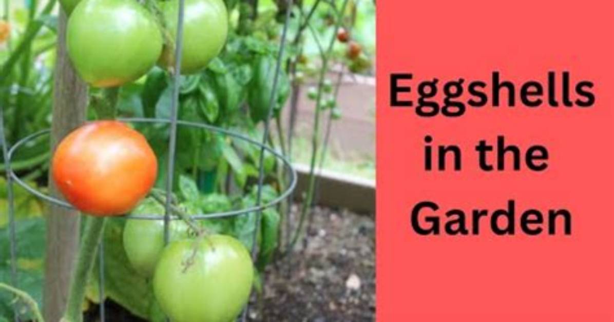 Does Eggshells Help Tomato Plants?