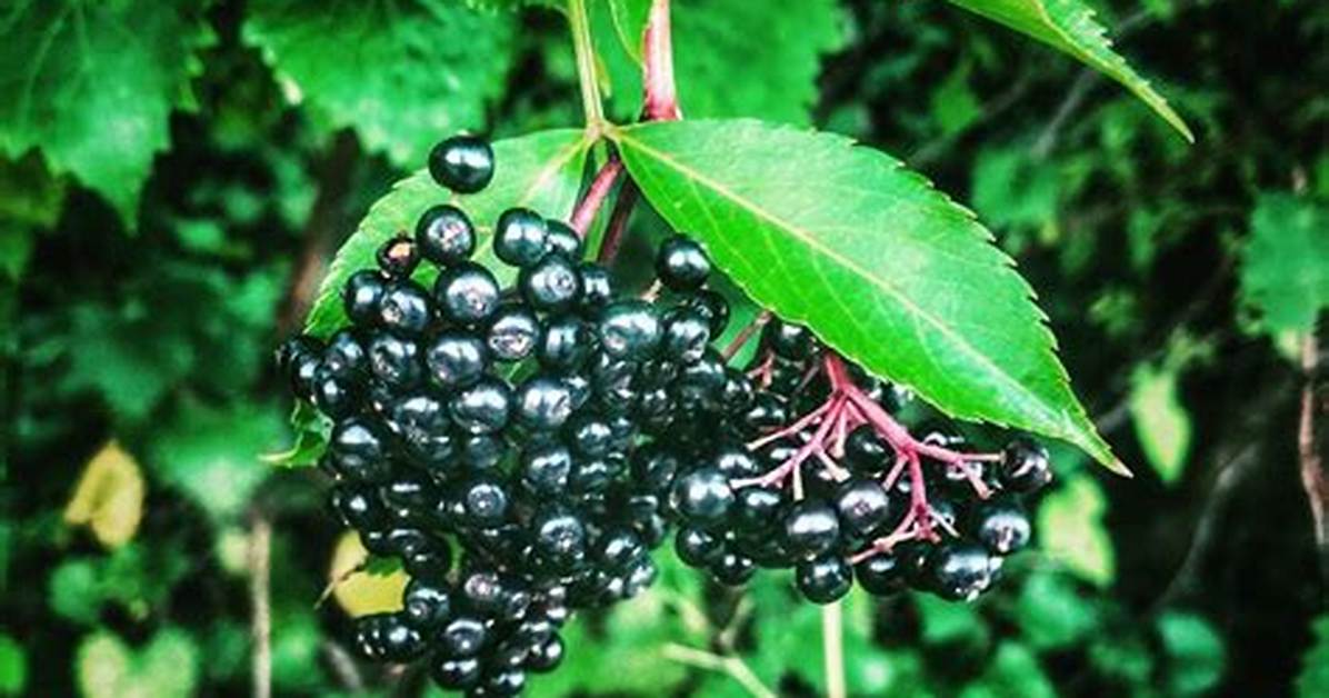 Does Elderberry Grow in Florida?