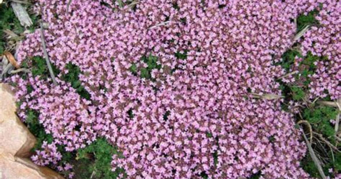 Does Elfin Thyme Flower?