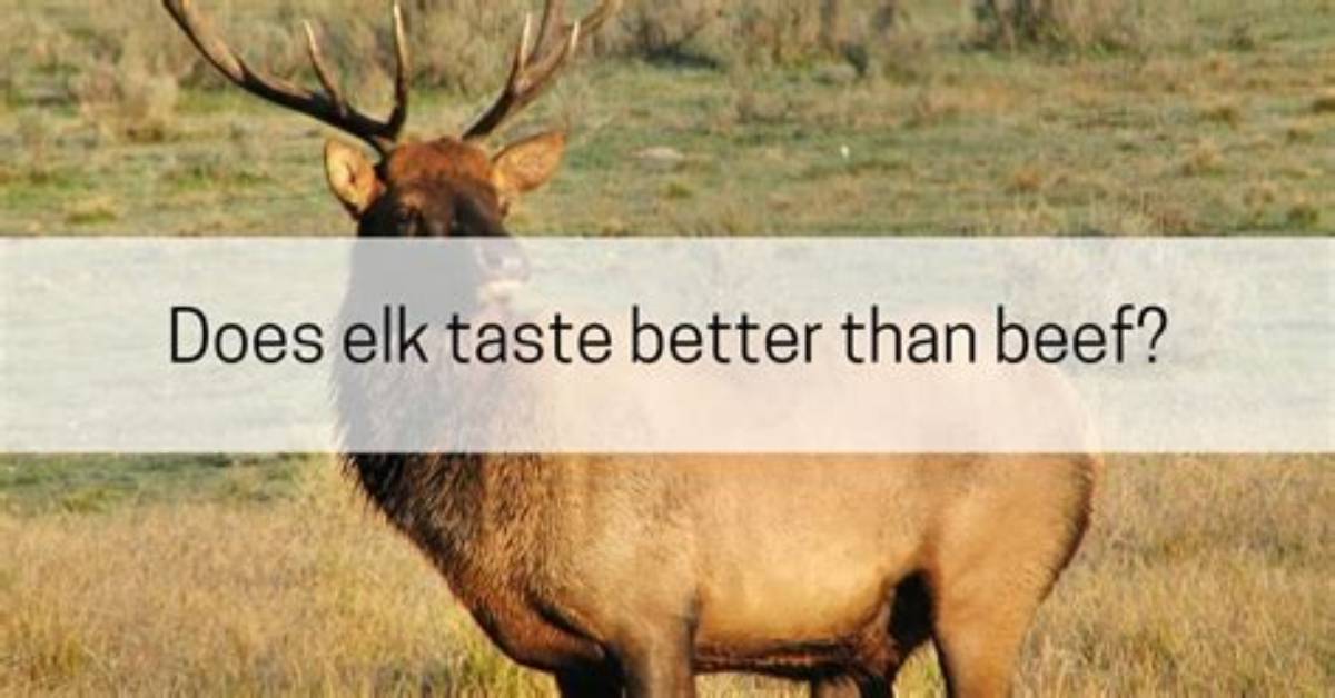 Does Elk Taste Better Than Deer?