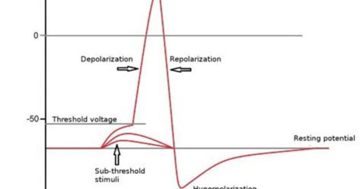 Does Emg Record Action Potentials?