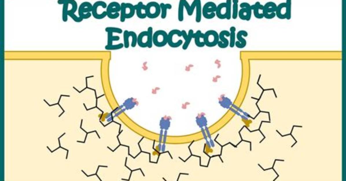 Does Endocytosis Require Atp?
