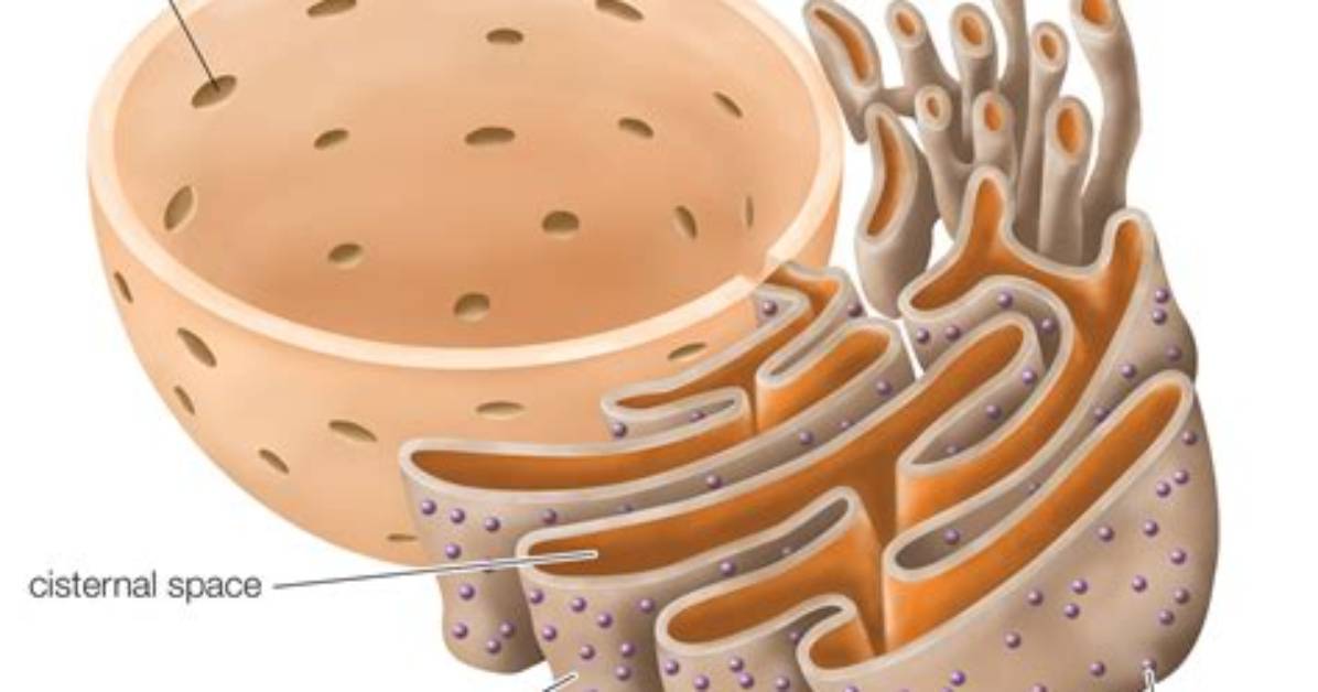Does Endoplasmic Reticulum Have a Membrane?