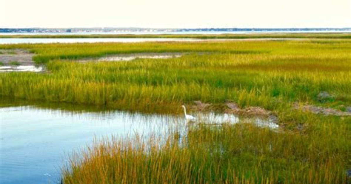 Does England Have Marshlands?