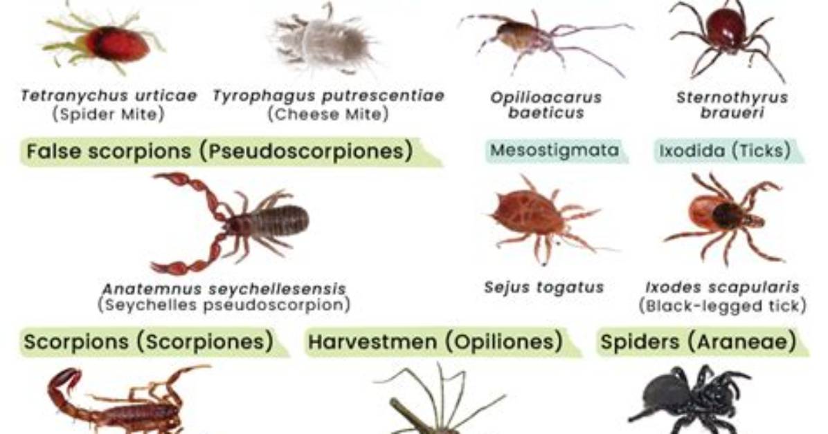 Does Entomology Include Spiders?