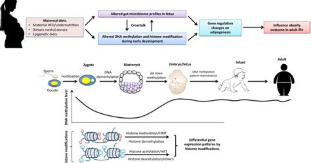 Does Epigenetic Affect Height?