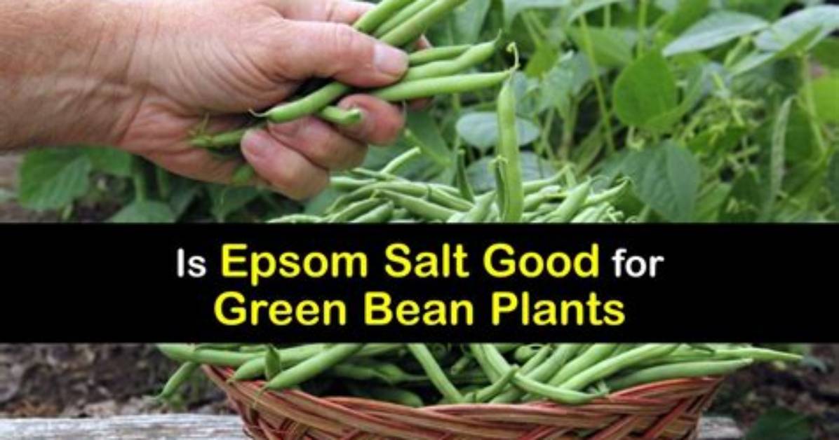 Does Epsom Salt Help Green Beans?