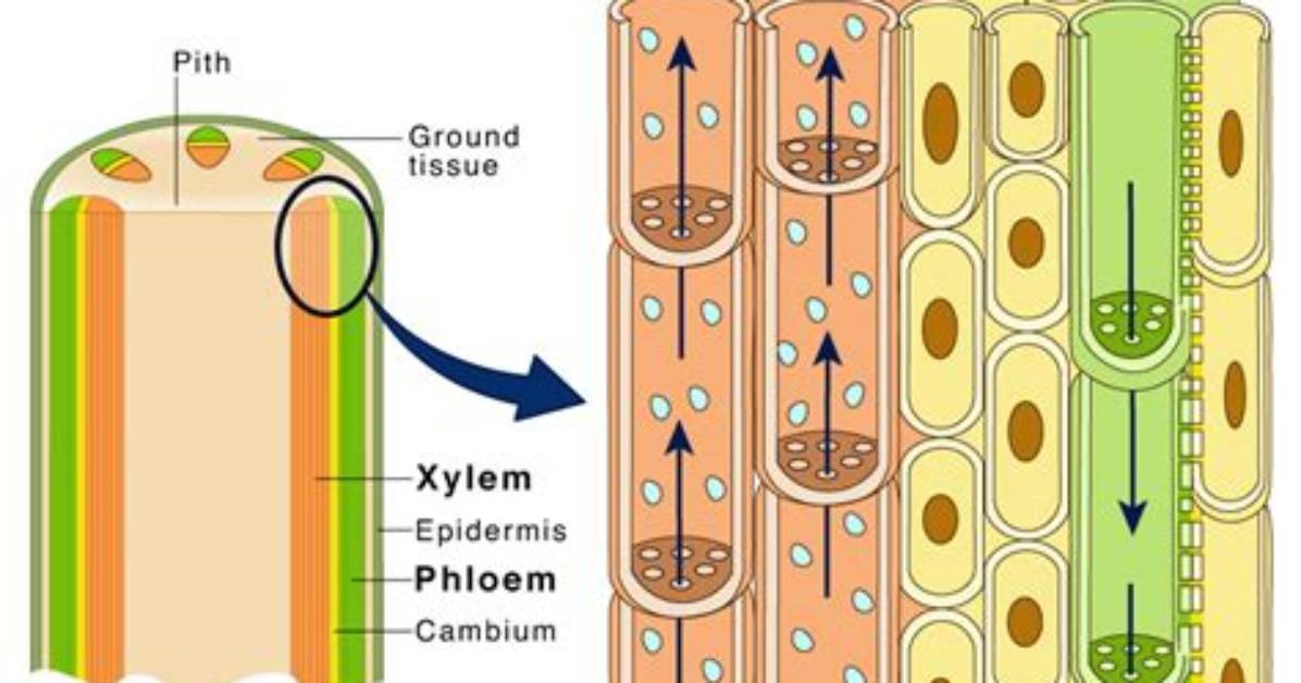 Does Equisetum Have Vascular Tissue?