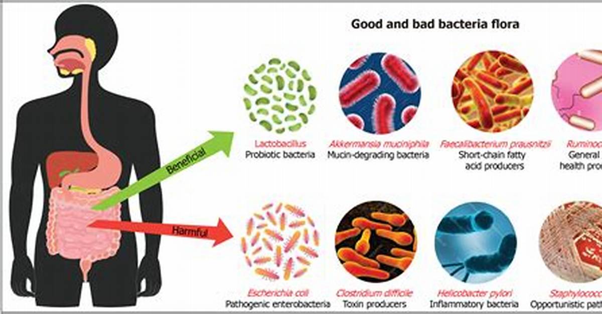Does Erythritol Harm Gut Bacteria?
