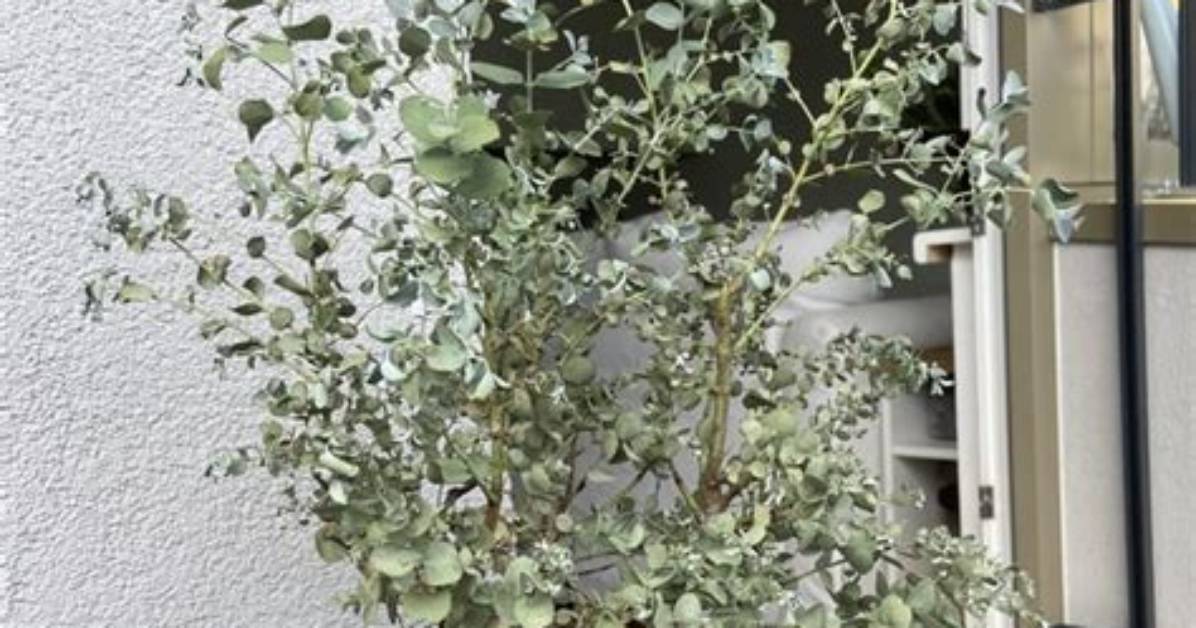 Does Eucalyptus Dry Well